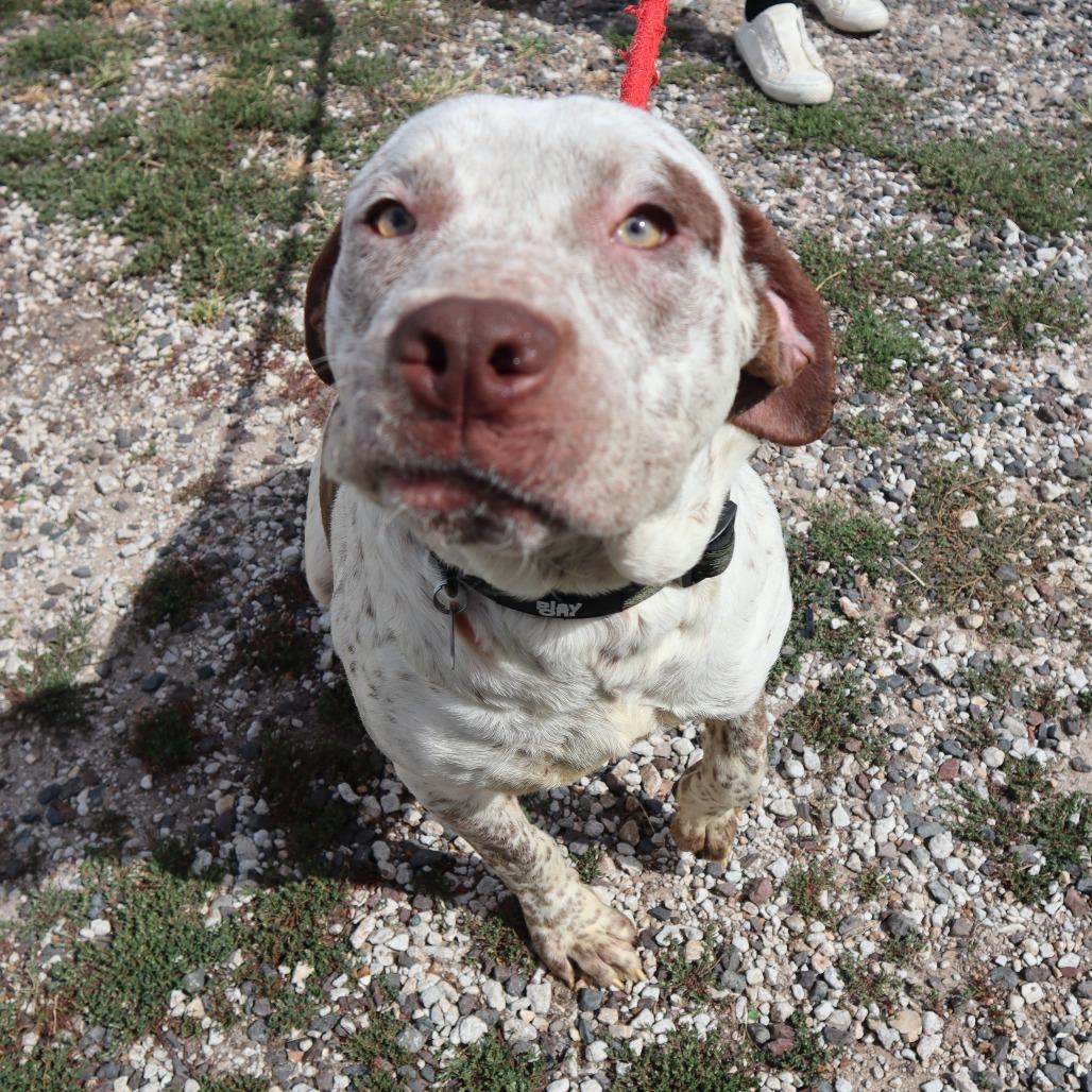 Enlarge Teddy, a Adoptable mixed breed in Springfield, MO image 5/6