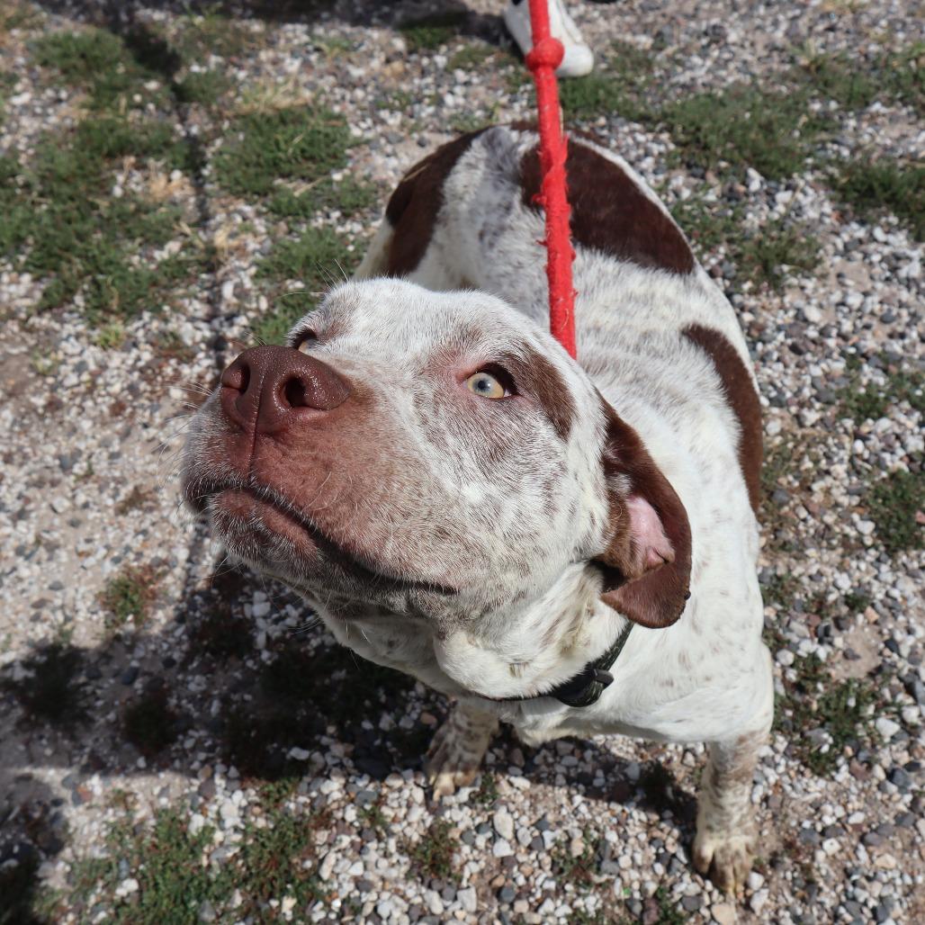 Enlarge Teddy, a Adoptable mixed breed in Springfield, MO image 6/6