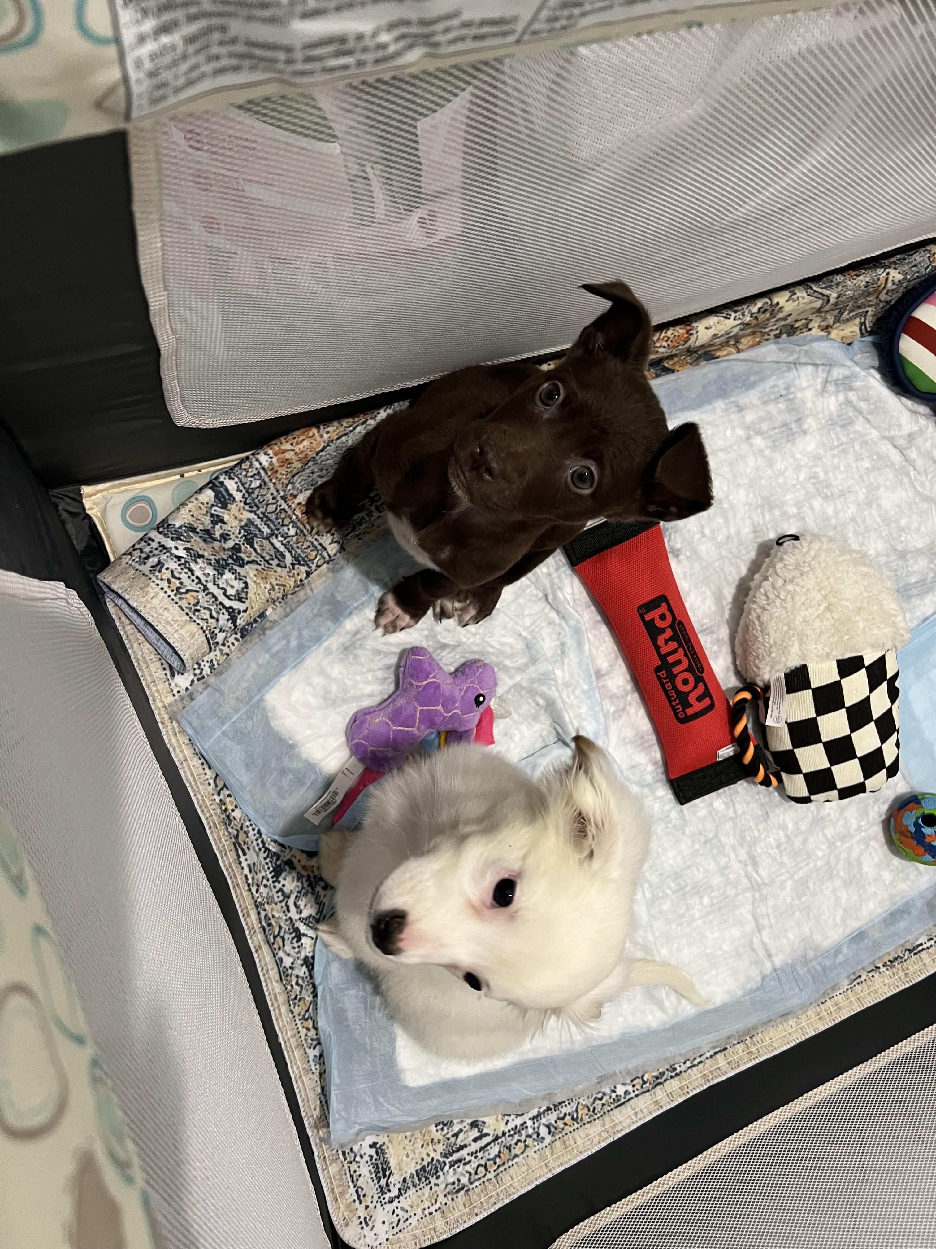 Enlarge Ruby + Java, a ADOPTABLE mixed breed in Hughesville, MD image 3/4