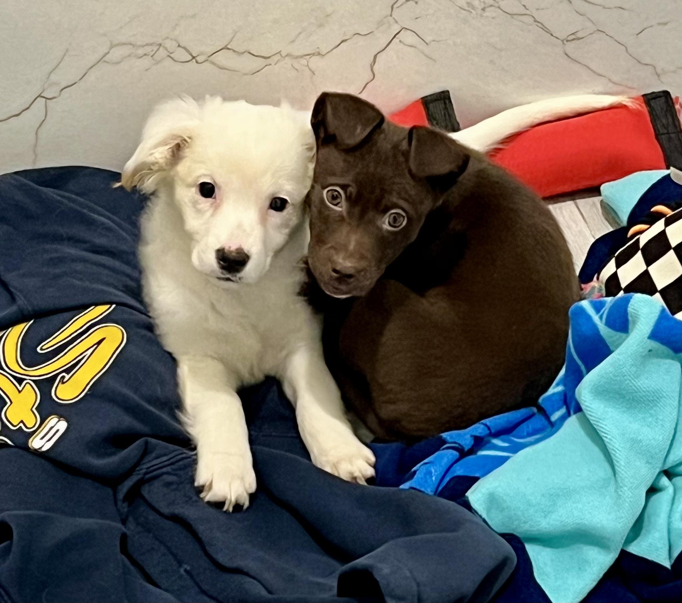 Ruby + Java, ADOPTABLE, Puppy Female Chihuahua.