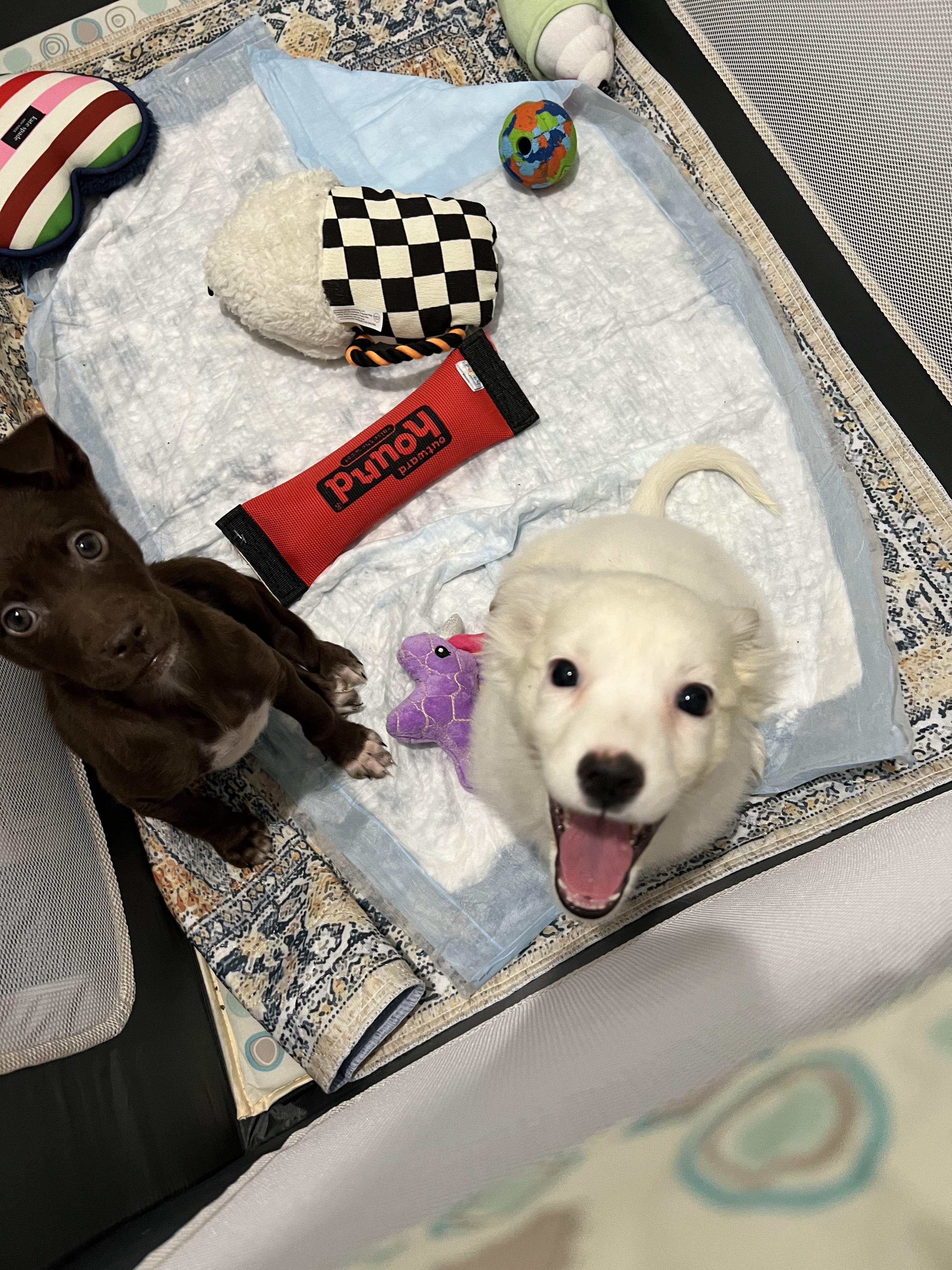 Ruby + Java, ADOPTABLE, Puppy Female Chihuahua.