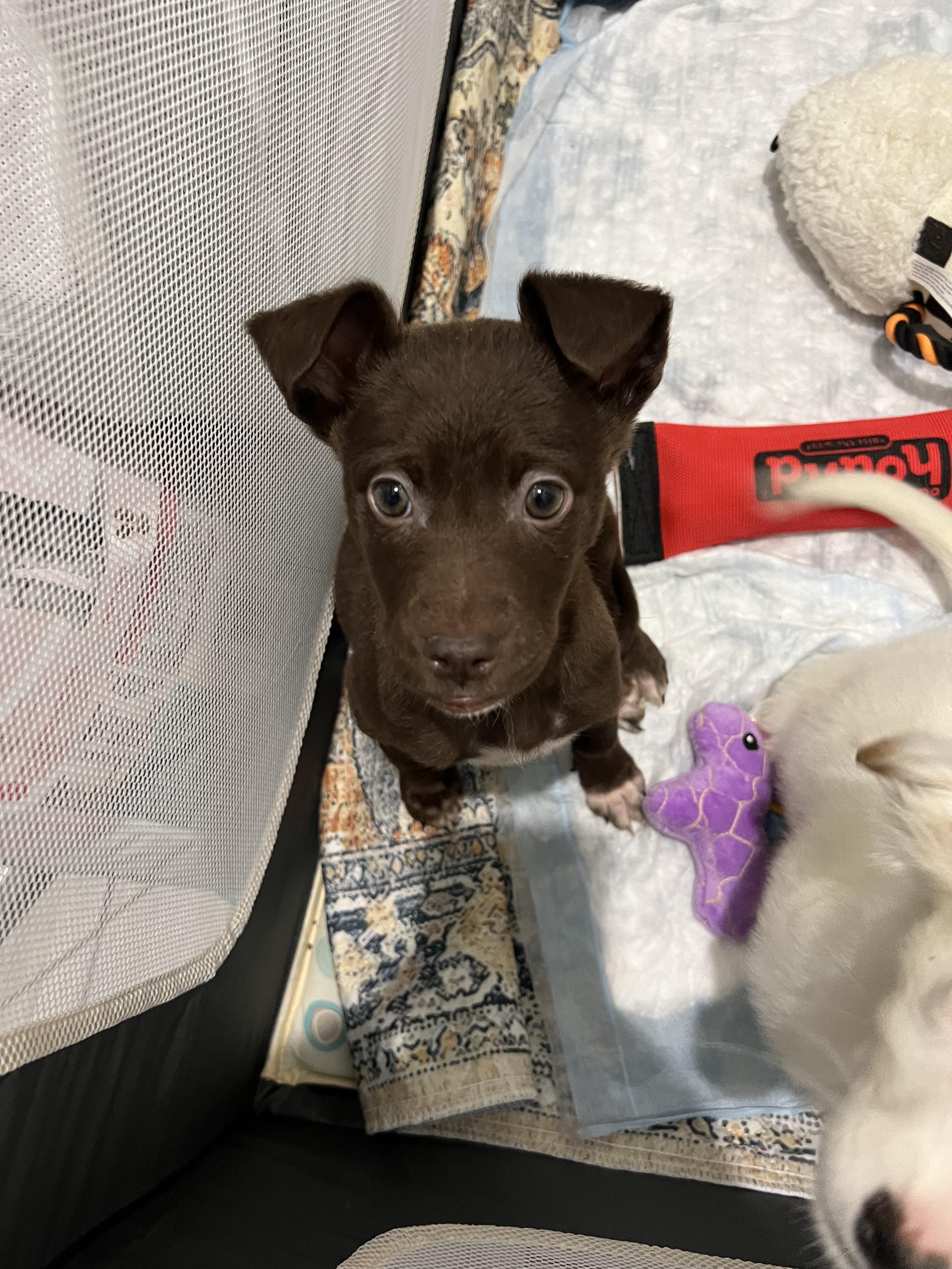 Enlarge Ruby + Java, a ADOPTABLE mixed breed in Hughesville, MD image 4/4