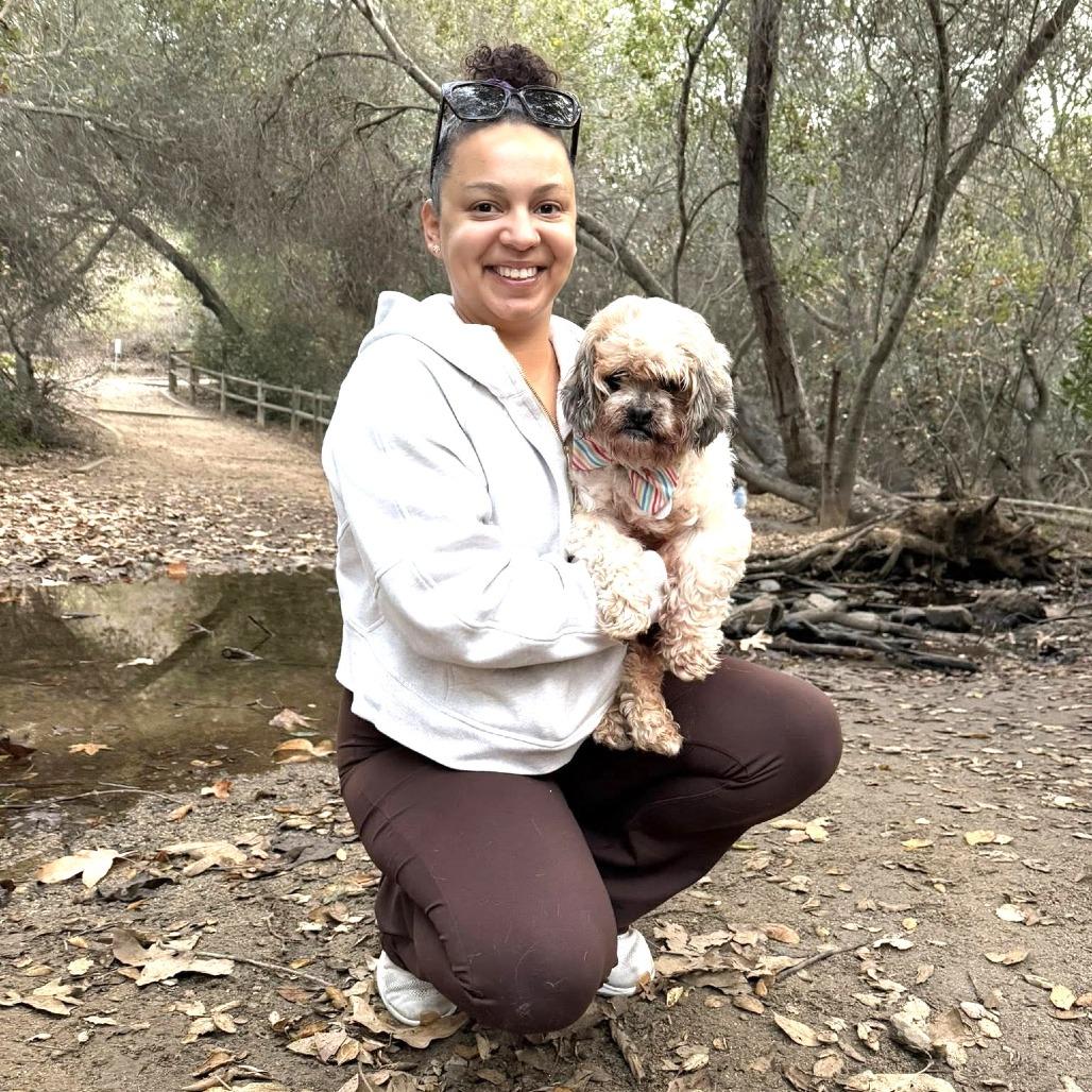 Vincent, Adoptable, Senior Male Shih Tzu.