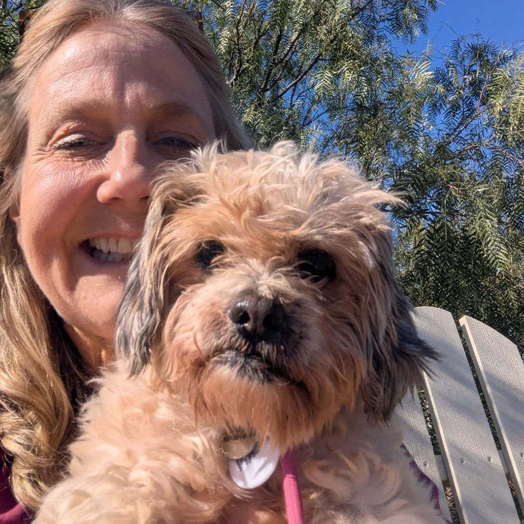 Vincent, a Adoptable Shih Tzu image 1/6