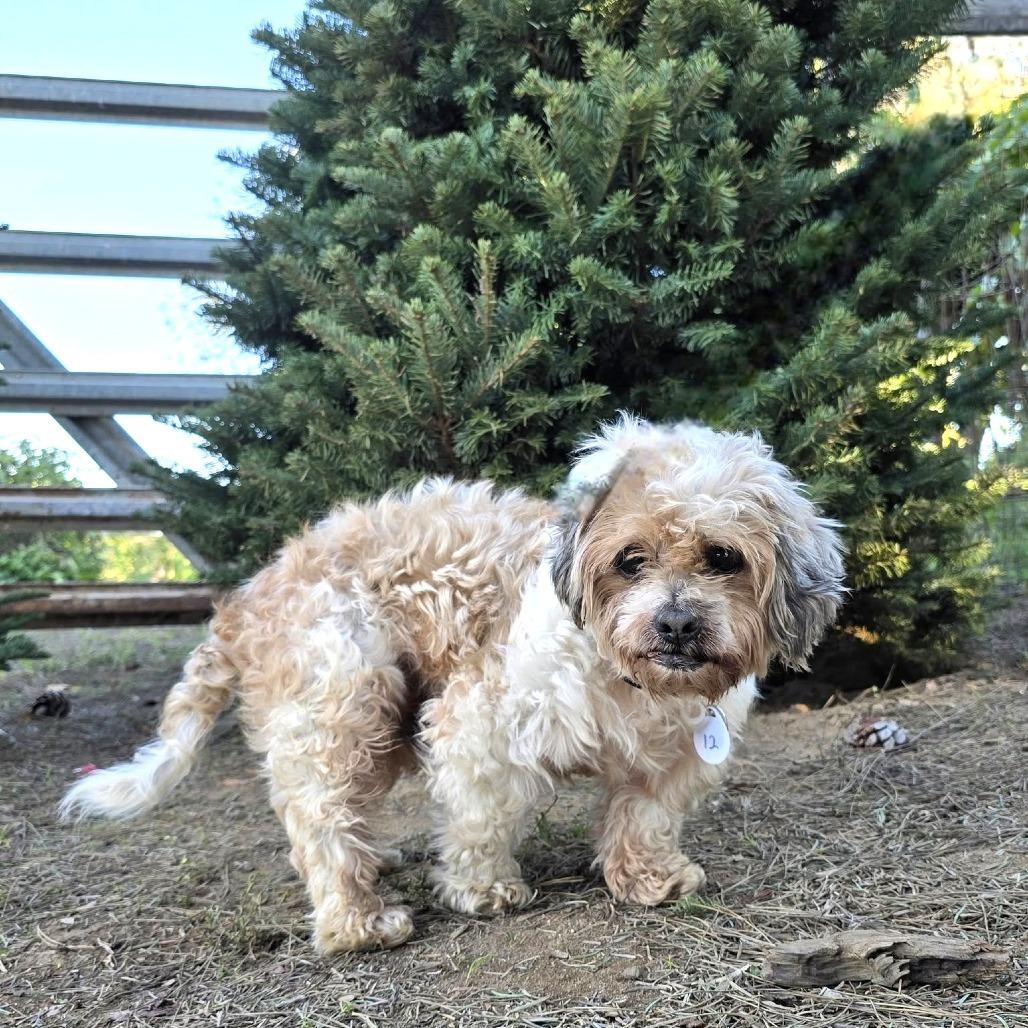 Vincent, a Adoptable Shih Tzu image 2/6