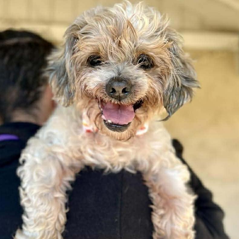 Vincent, a Adoptable Shih Tzu image 3/6