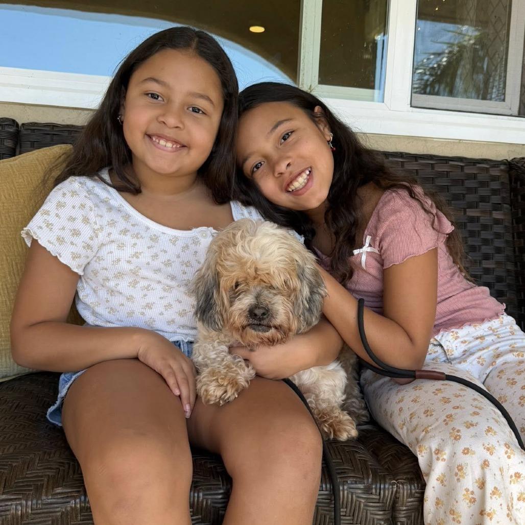 Vincent, a Adoptable Shih Tzu image 4/6