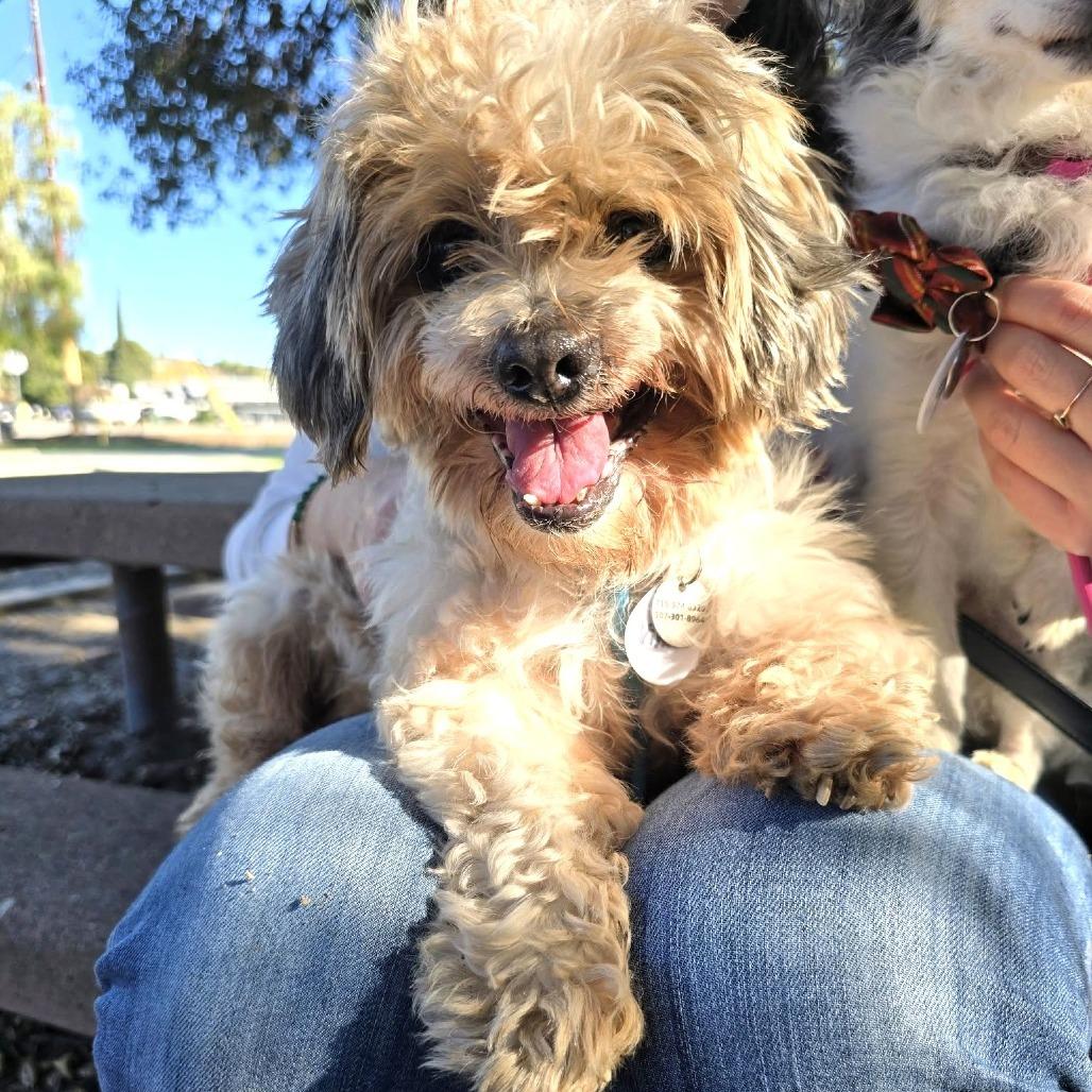 Vincent, a Adoptable Shih Tzu image 5/6