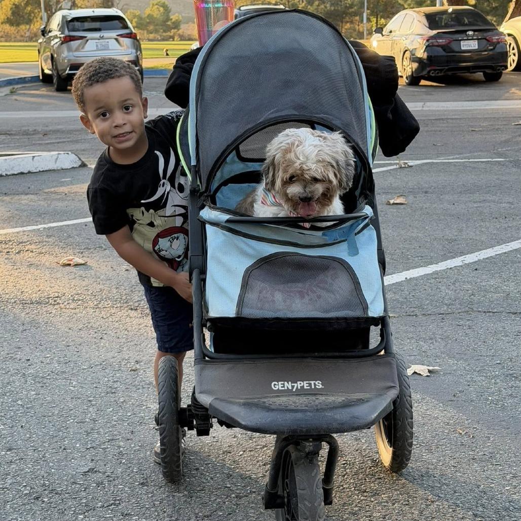 Vincent, a Adoptable Shih Tzu image 6/6