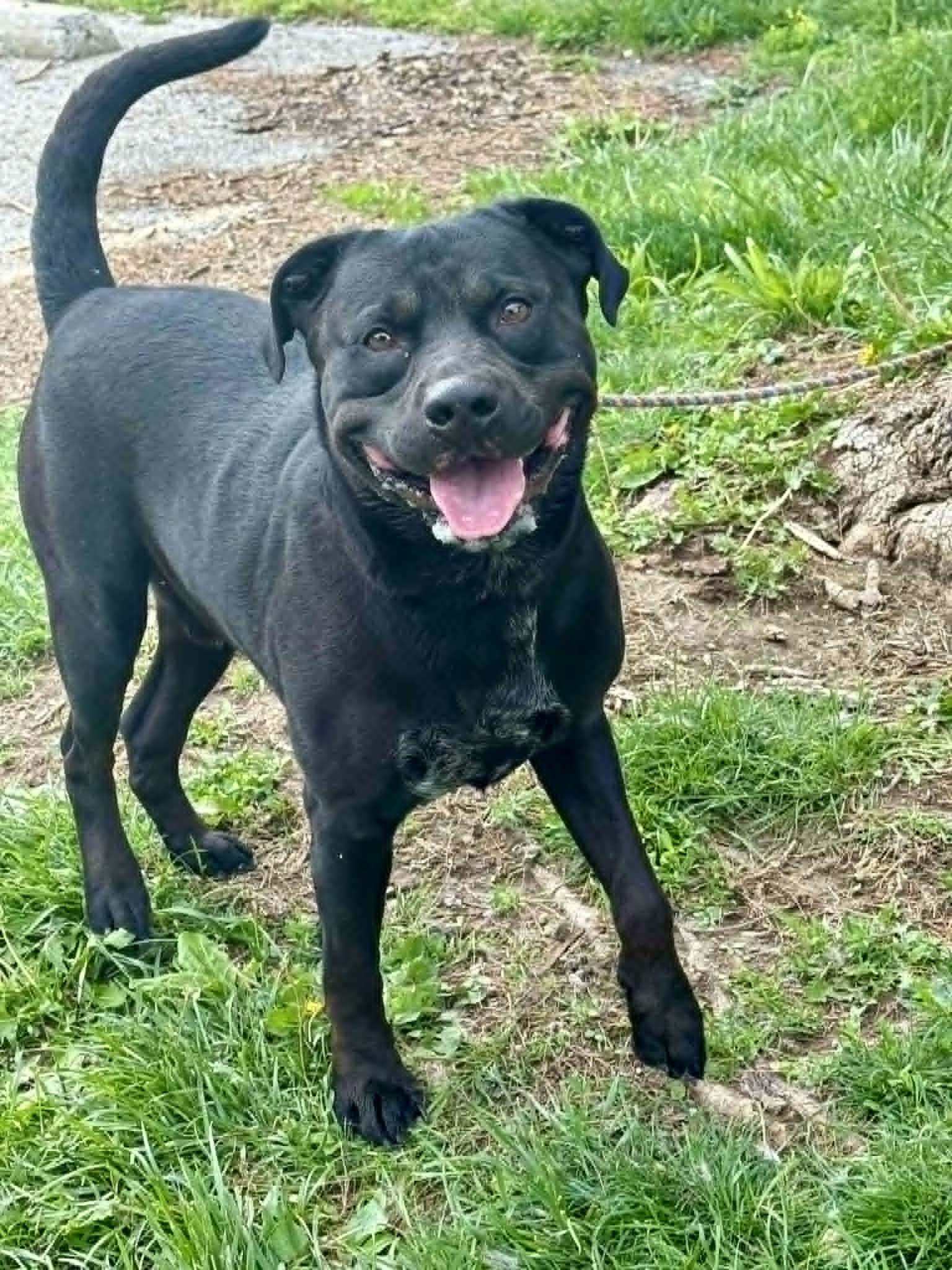 Diablo, ADOPTABLE, Adult Male Labrador Retriever.