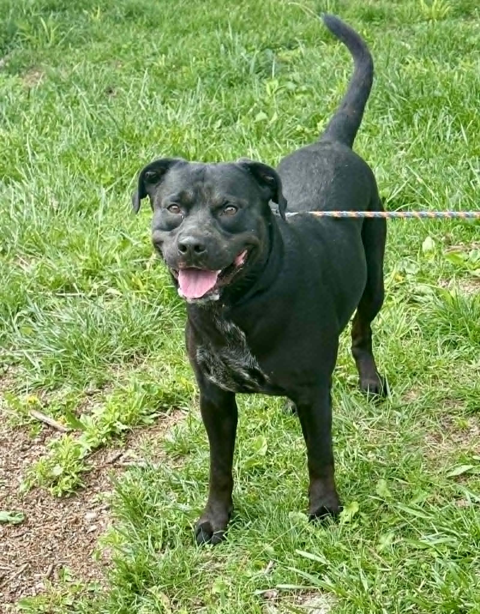 Diablo, a ADOPTABLE mixed breed in Springfield, IL image 2/5