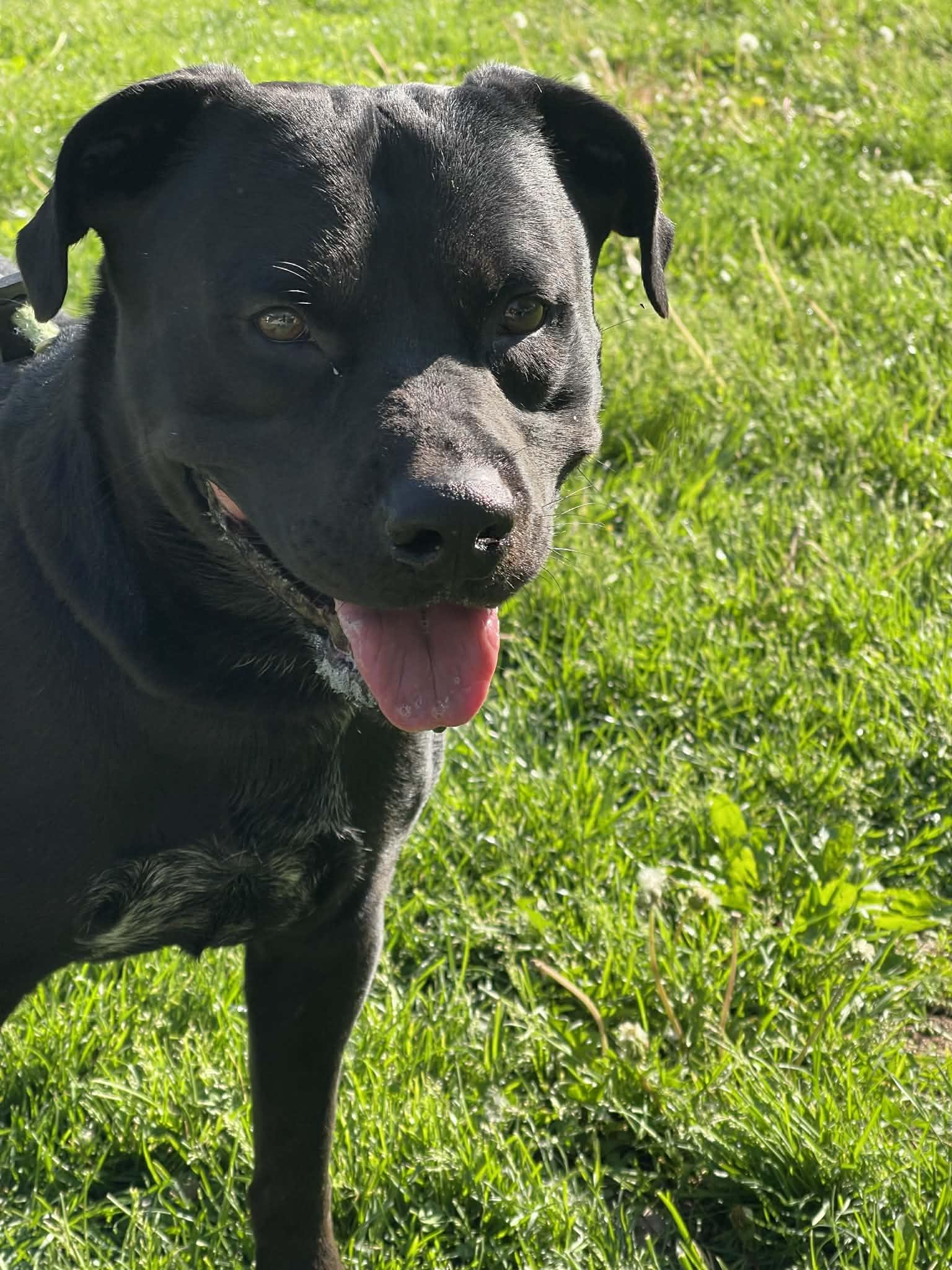 Diablo, a ADOPTABLE mixed breed in Springfield, IL image 5/5