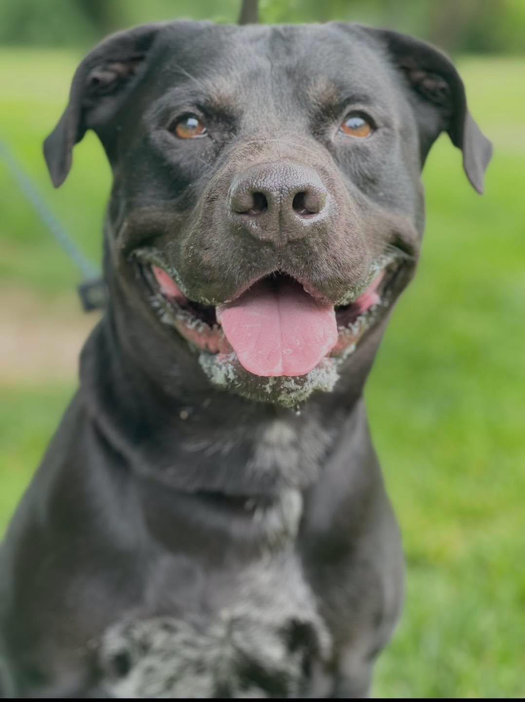 Enlarge Diablo, a ADOPTABLE mixed breed in Springfield, IL image 1/4