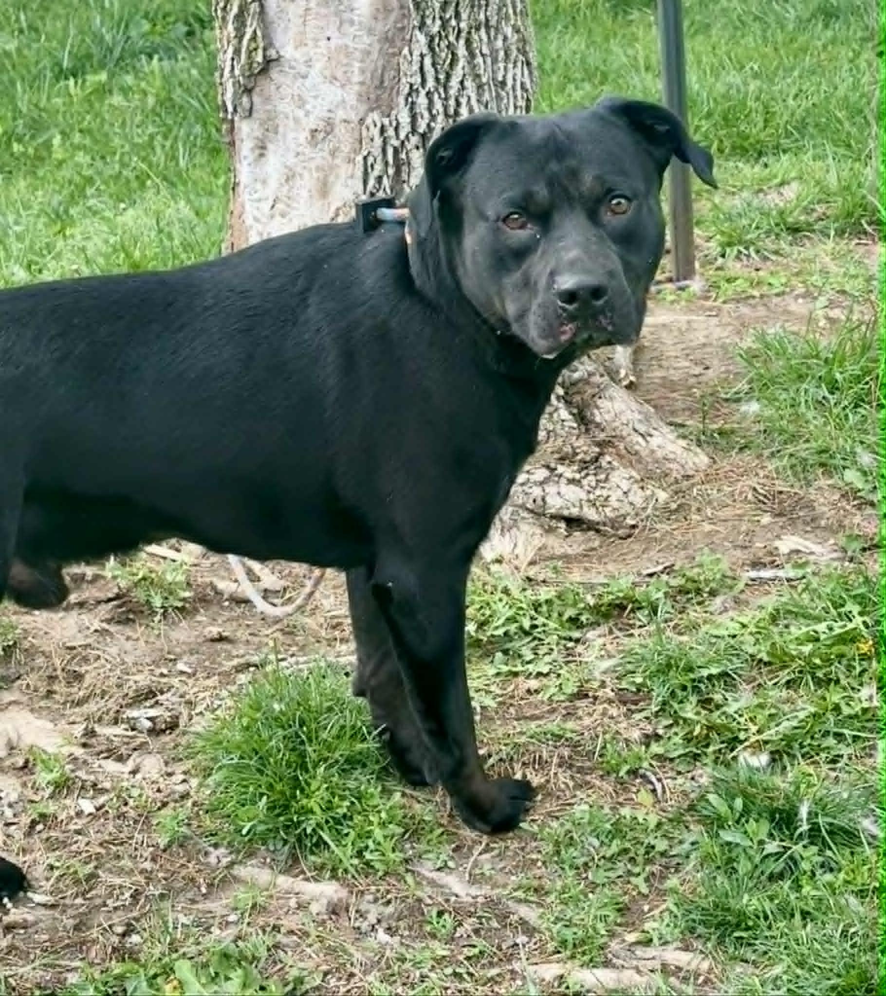 Diablo, a ADOPTABLE mixed breed in Springfield, IL image 3/5