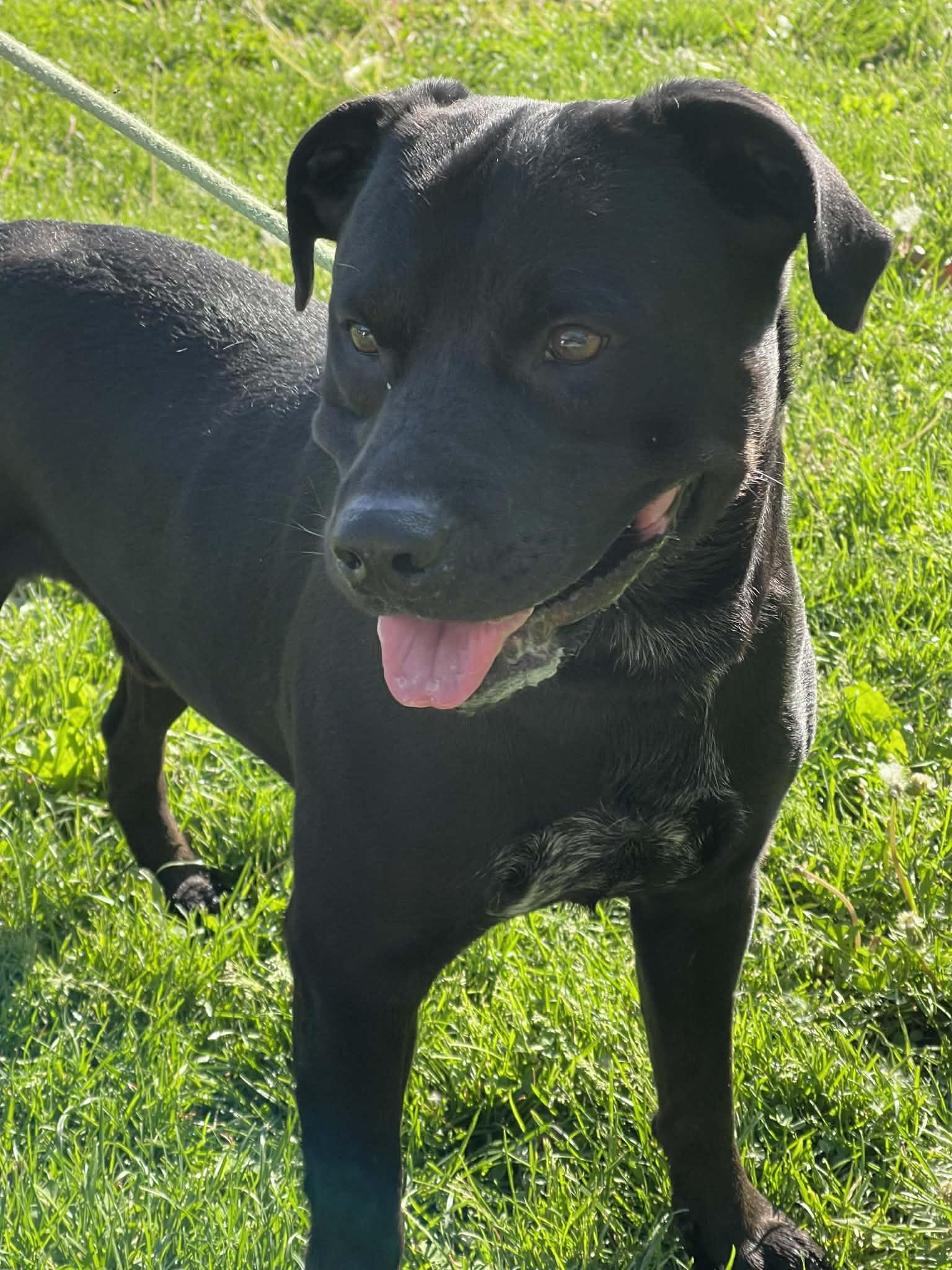 Diablo, a ADOPTABLE mixed breed in Springfield, IL image 4/5