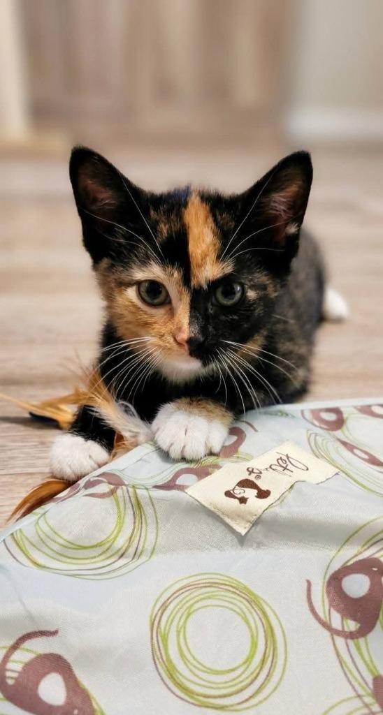 Enlarge Seraphina, a Adoptable Calico in Miami, OK image 1/4