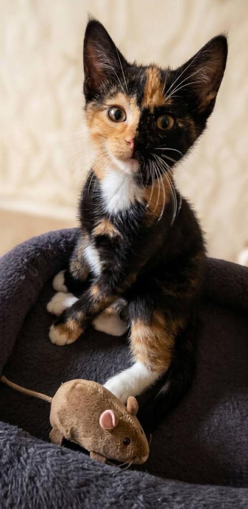 Enlarge Seraphina, a Adoptable Calico in Miami, OK image 2/4