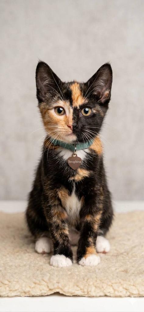 Enlarge Seraphina, a Adoptable Calico in Miami, OK image 3/4