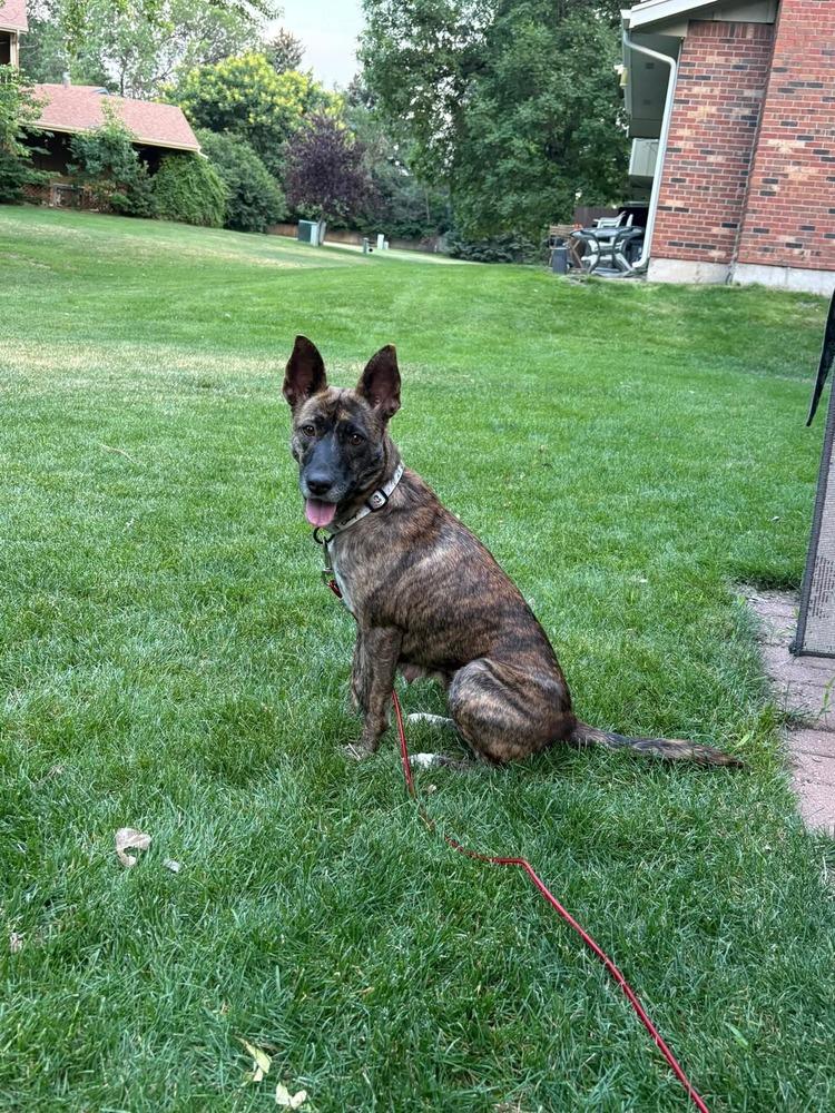 Sage, Adoptable, Adult Female Shepherd.