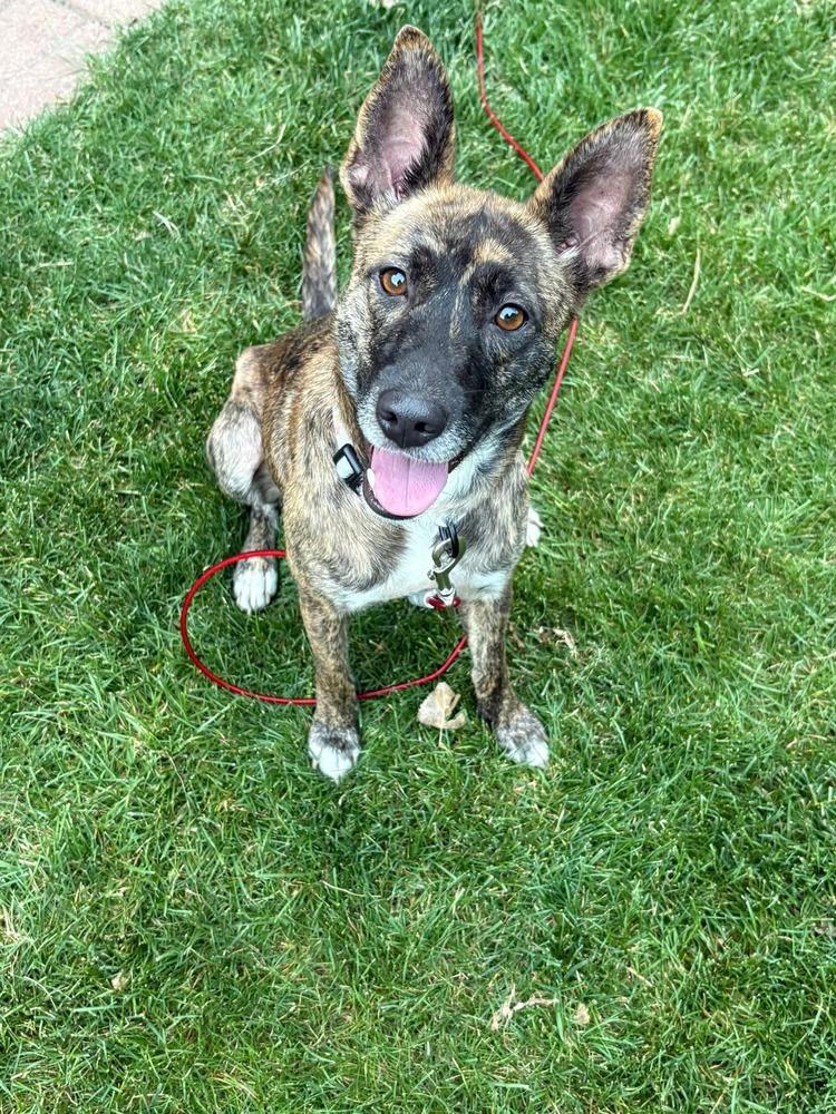 Sage, a Adoptable mixed breed in Parker, CO image 2/4