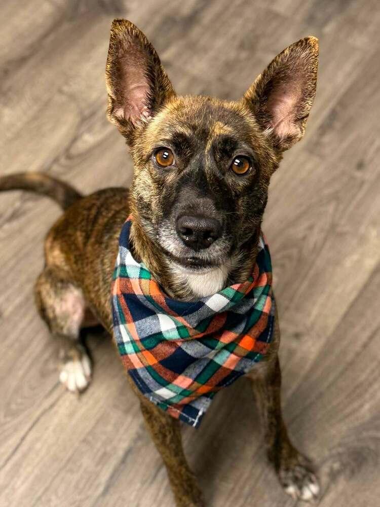 Sage, a Adoptable mixed breed in Parker, CO image 3/4