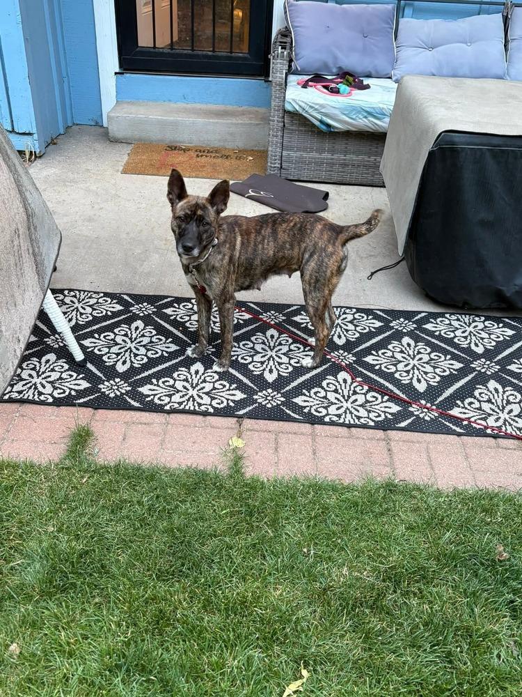 Sage, a Adoptable mixed breed in Parker, CO image 4/4