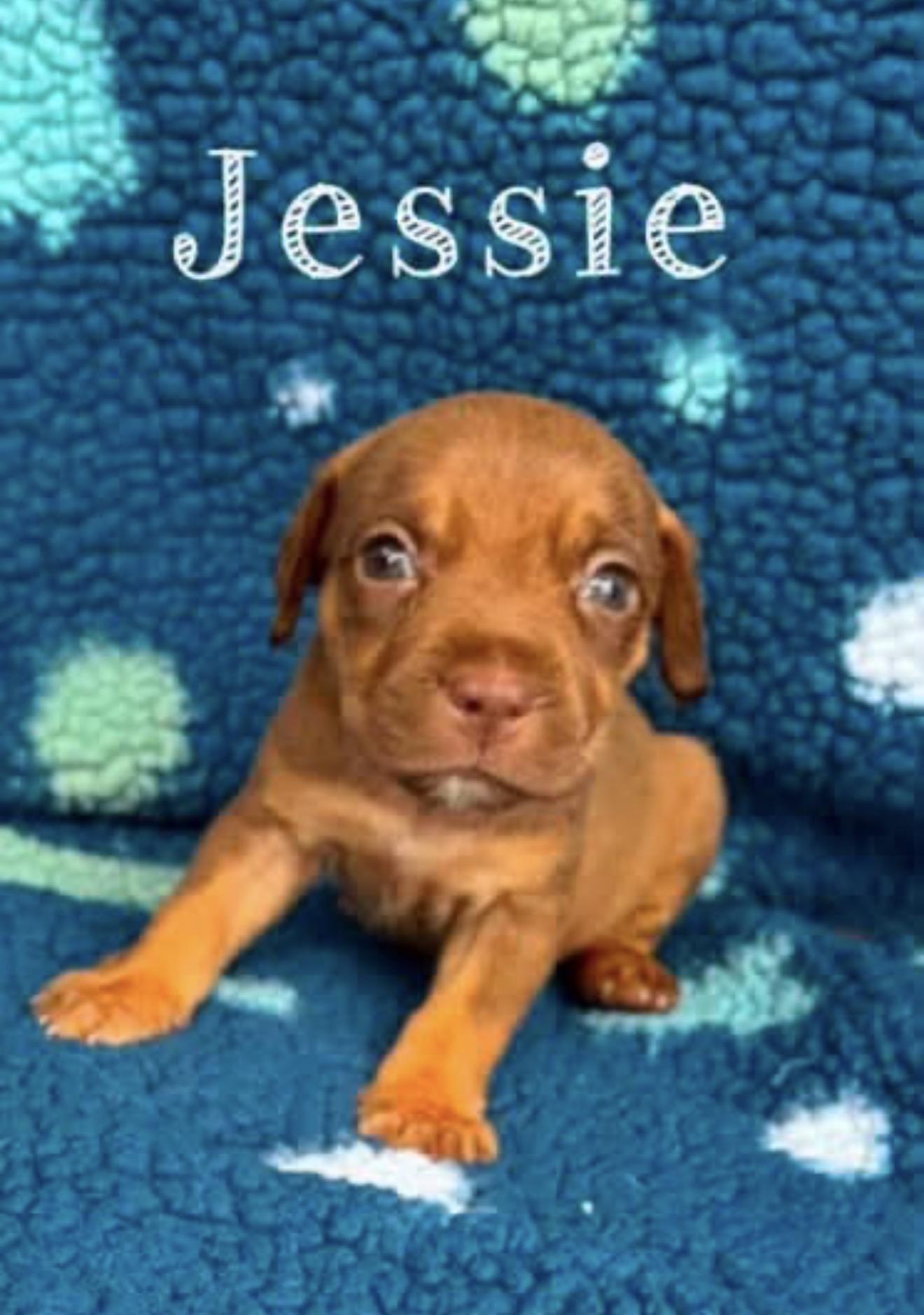 Enlarge Jessie, a Adopted mixed breed in Baton Rouge, LA image 2/2