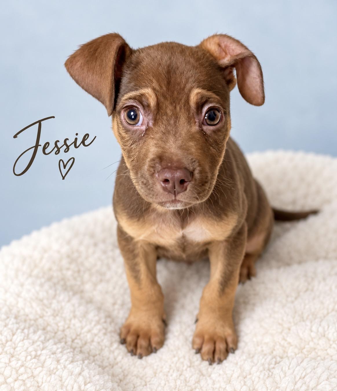 Jessie, Adopted, Young Female Labrador Retriever.