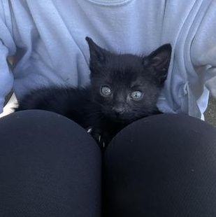 Diva, Baby Female Domestic Short Hair