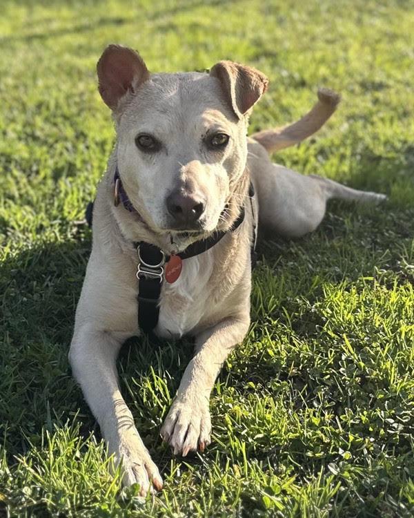 Enlarge Trace 298416, a Adoptable mixed breed in Petaluma, CA image 2/3