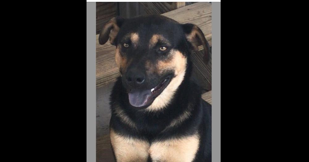 Puma (CP), Adoptable, Adult Male German Shepherd Dog & Rottweiler.