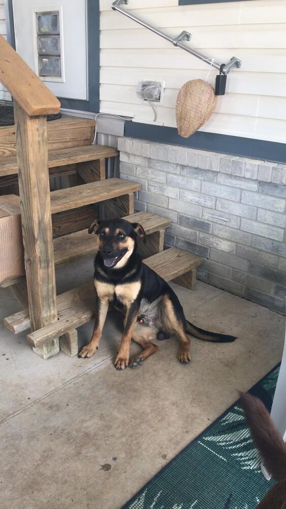 Enlarge Puma (CP), a Adoptable mixed breed in Dallas, TX image 2/2
