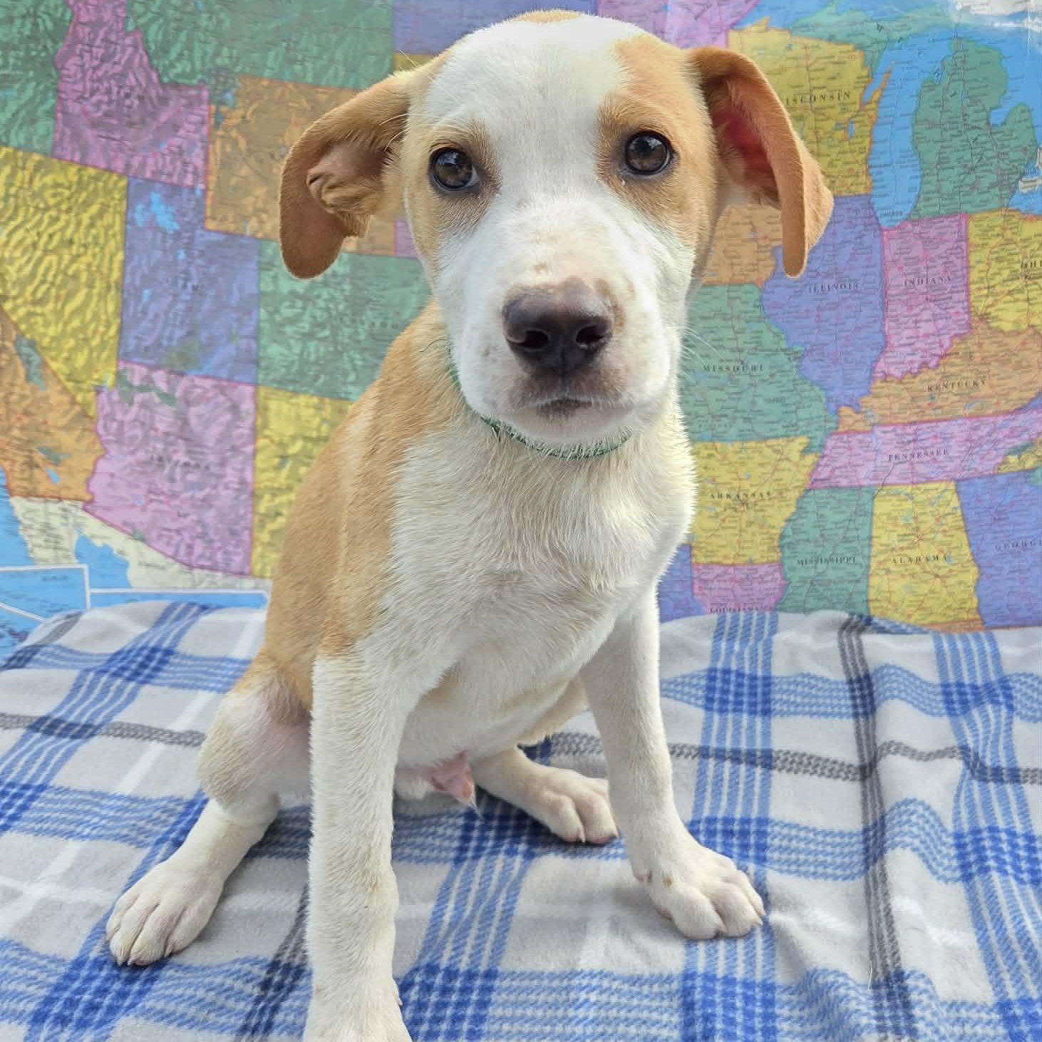 Yosemite, Adoptable, Puppy Male Australian Shepherd.