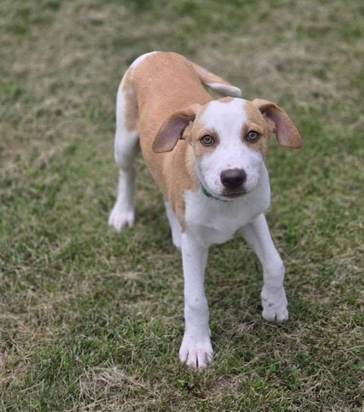 Yosemite, a Adoptable mixed breed in McHenry, IL image 3/5