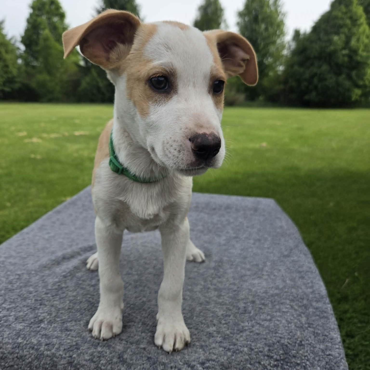 Yosemite, Adoptable, Puppy Male Labrador Retriever & Australian Shepherd.