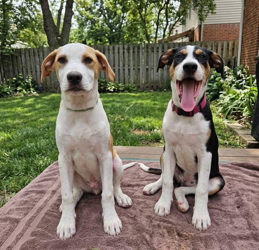 Yosemite, a Adoptable mixed breed in McHenry, IL image 1/5