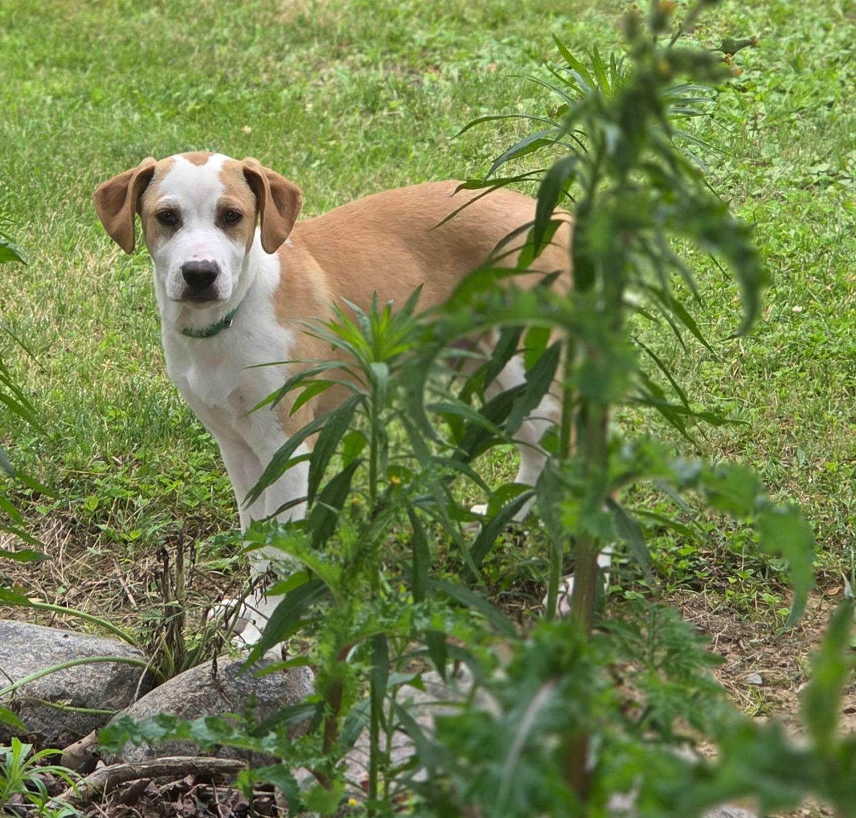Yosemite, a Adoptable mixed breed in McHenry, IL image 2/5