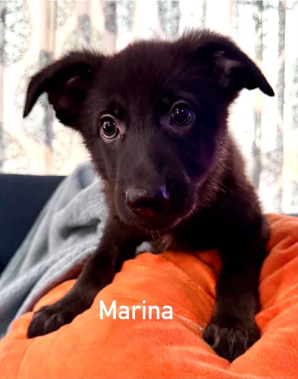 Enlarge Marina, a Adopted mixed breed in Douglas, MA image 5/5