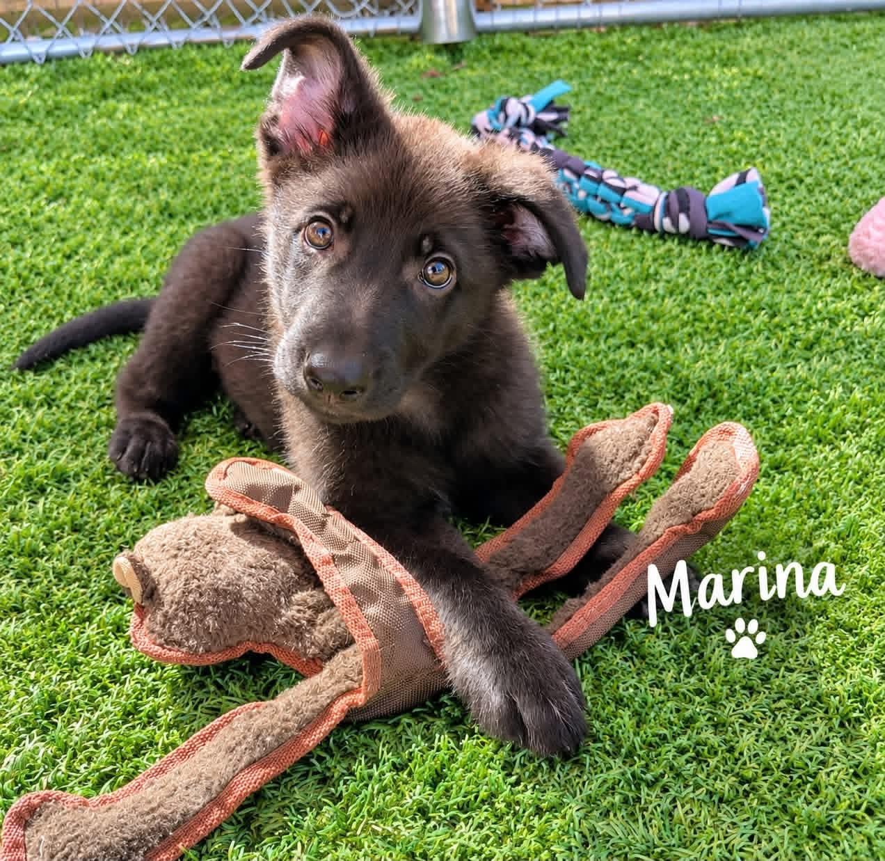 Enlarge Marina, a Adopted mixed breed in Douglas, MA image 2/5