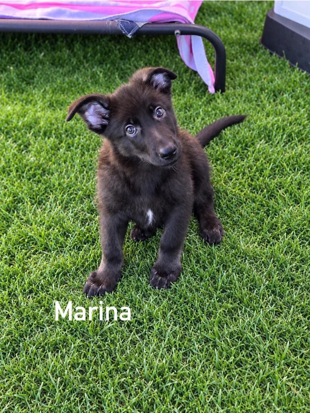 Enlarge Marina, a Adopted mixed breed in Douglas, MA image 4/5