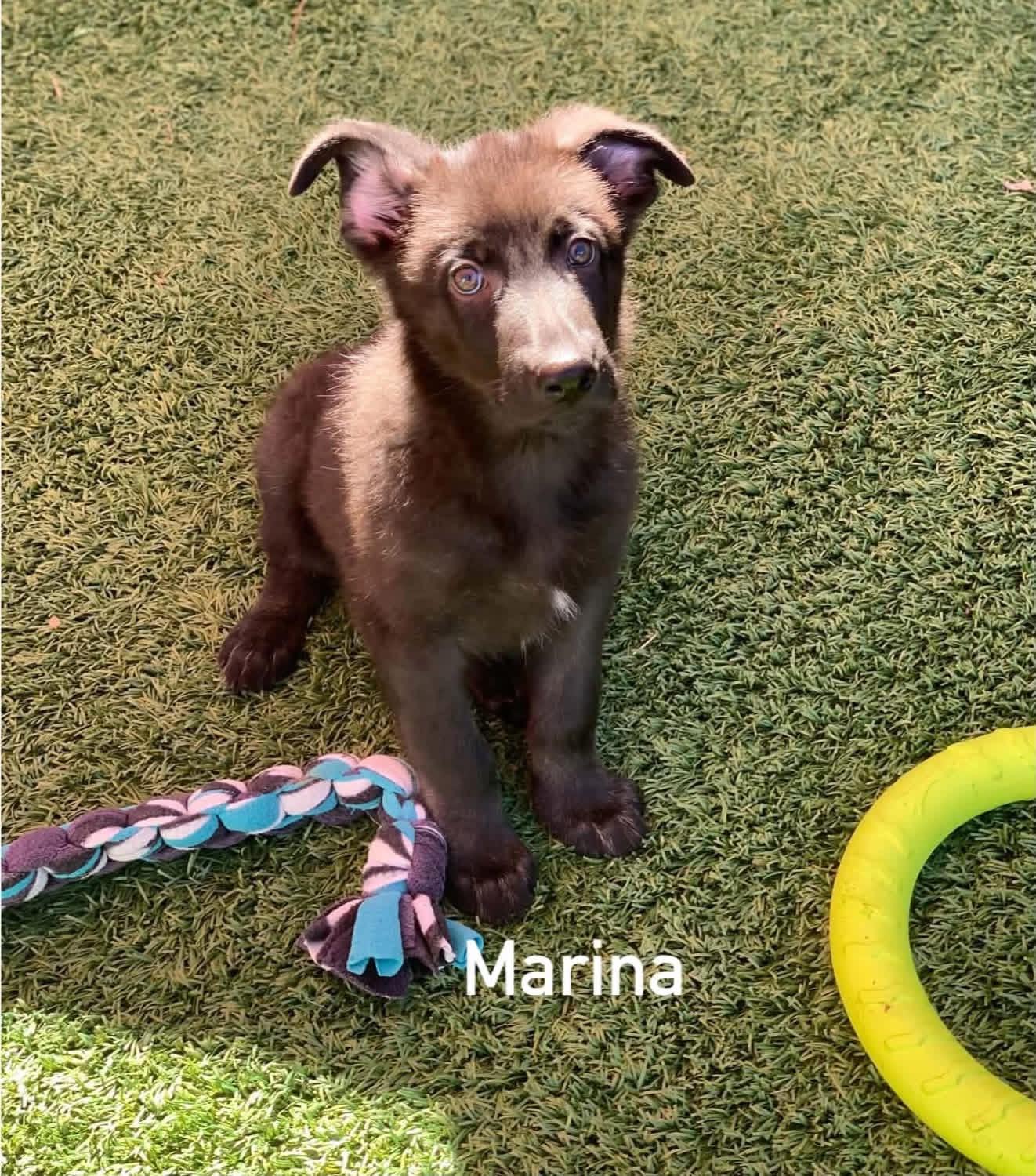 Enlarge Marina, a Adopted mixed breed in Douglas, MA image 1/5