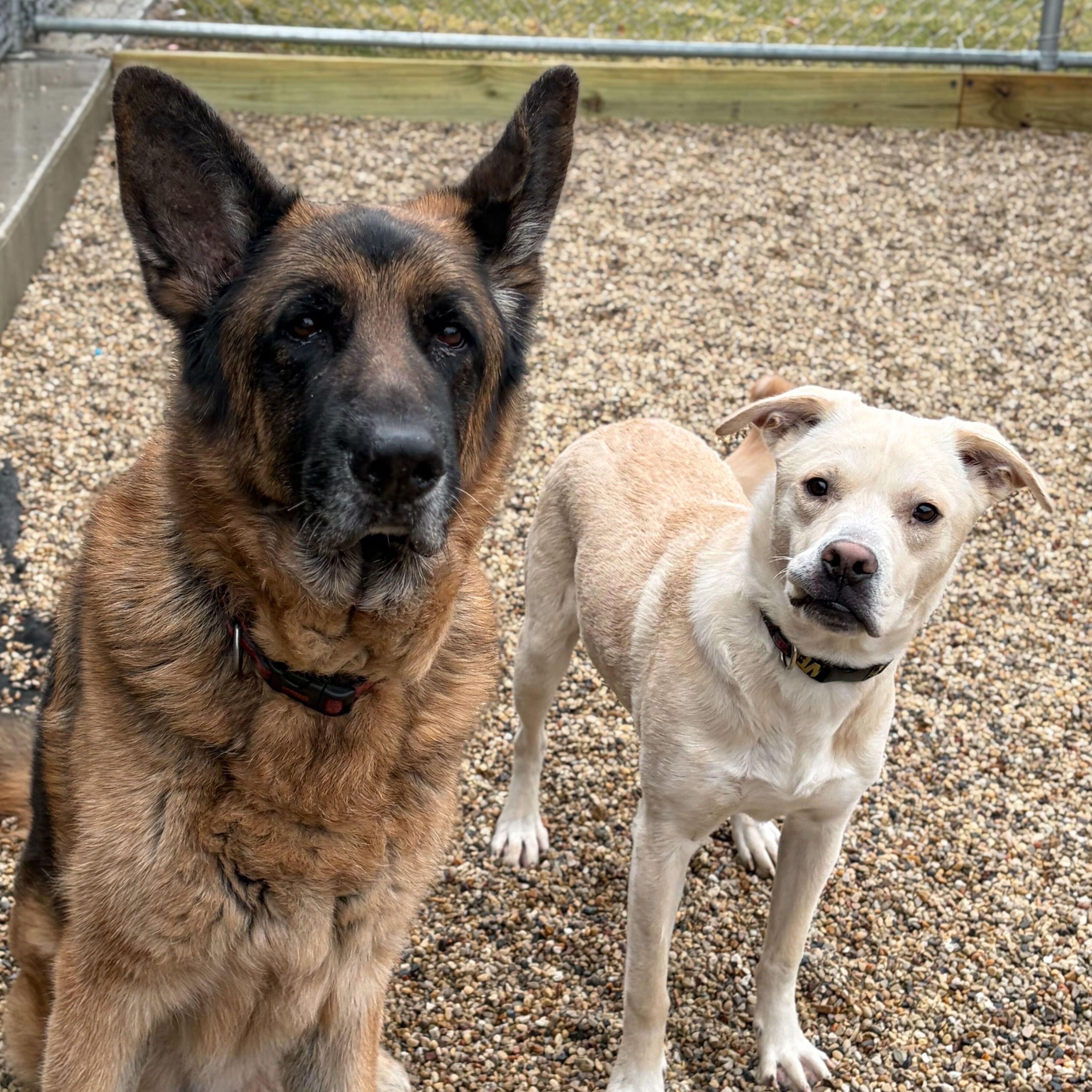 Enlarge Creed, a ADOPTABLE mixed breed in Jefferson, WI image 2/3