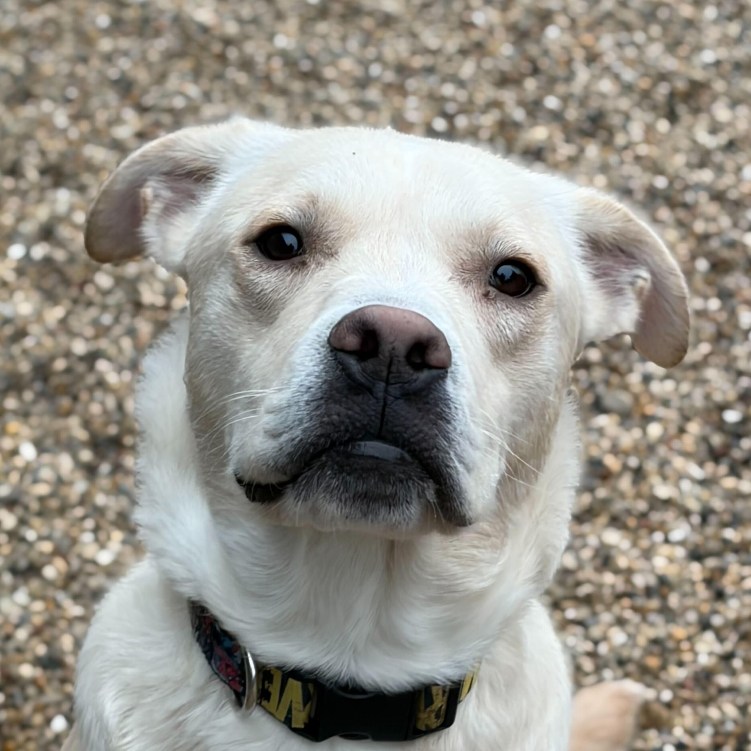 Creed, ADOPTABLE, Adult Male Labrador Retriever.
