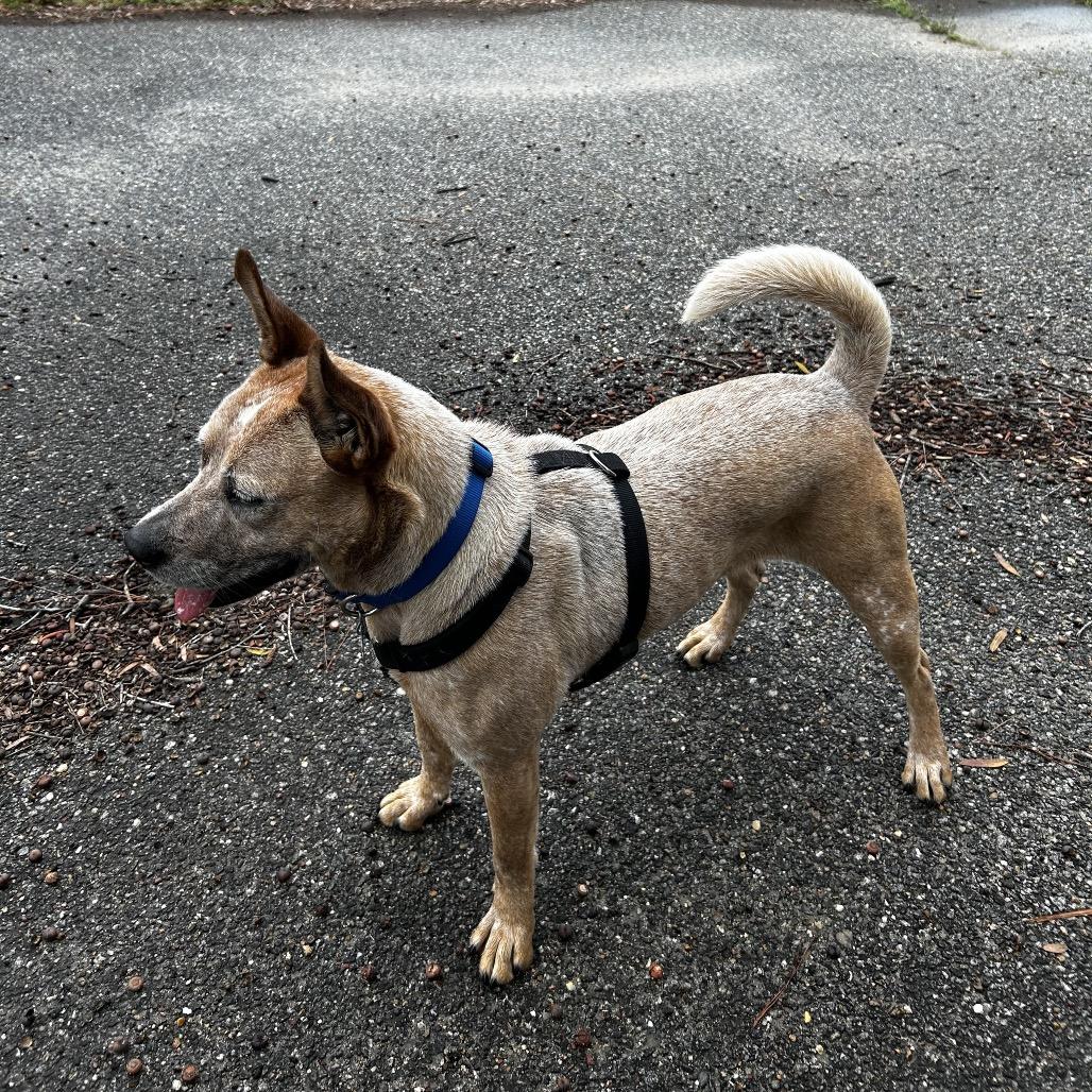 Amber, a Adoptable Cattle Dog in Eufaula, AL image 2/3
