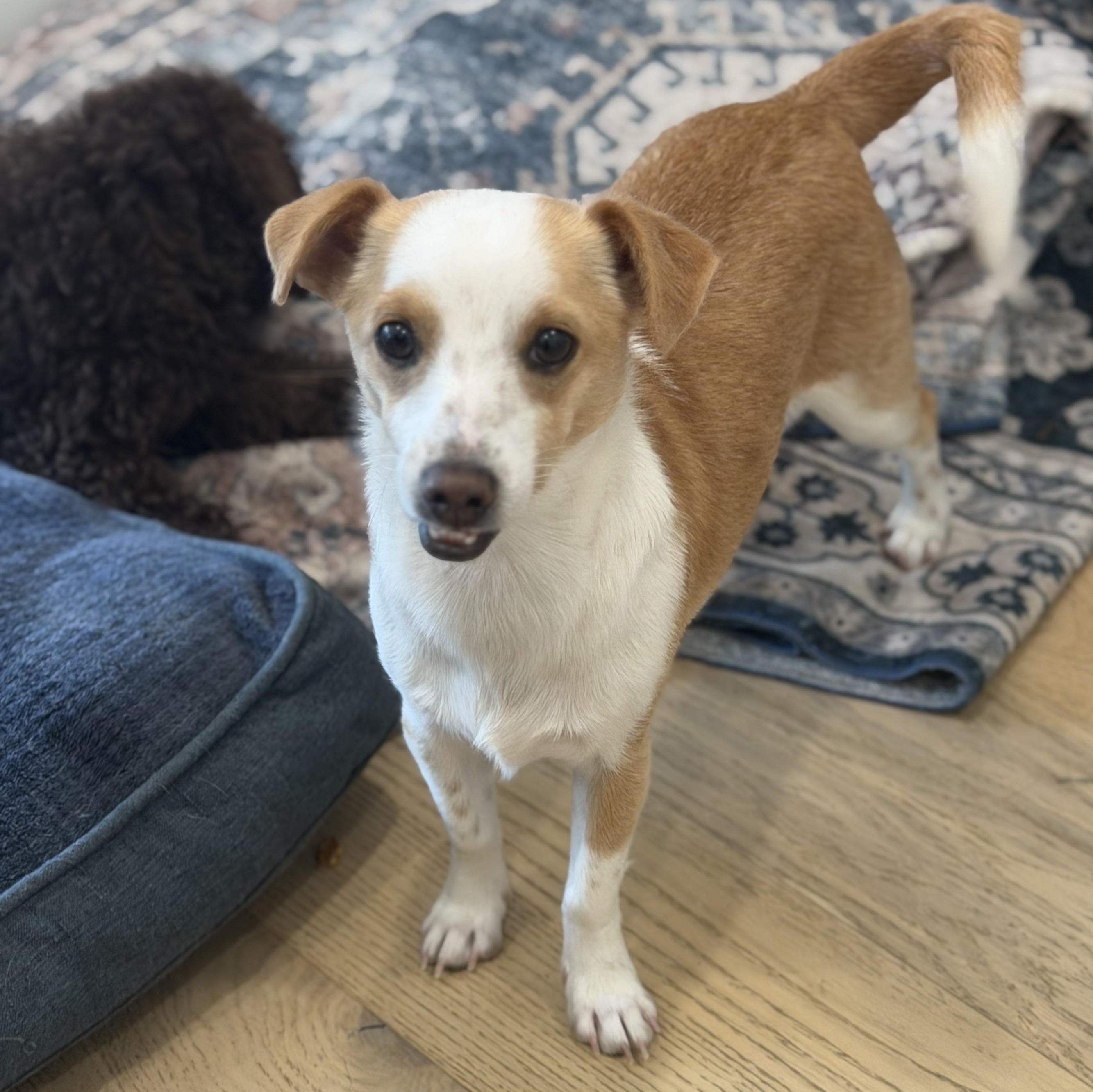 Mr. Gentle CJ, a Adoptable mixed breed in Vancouver, BC image 3/6