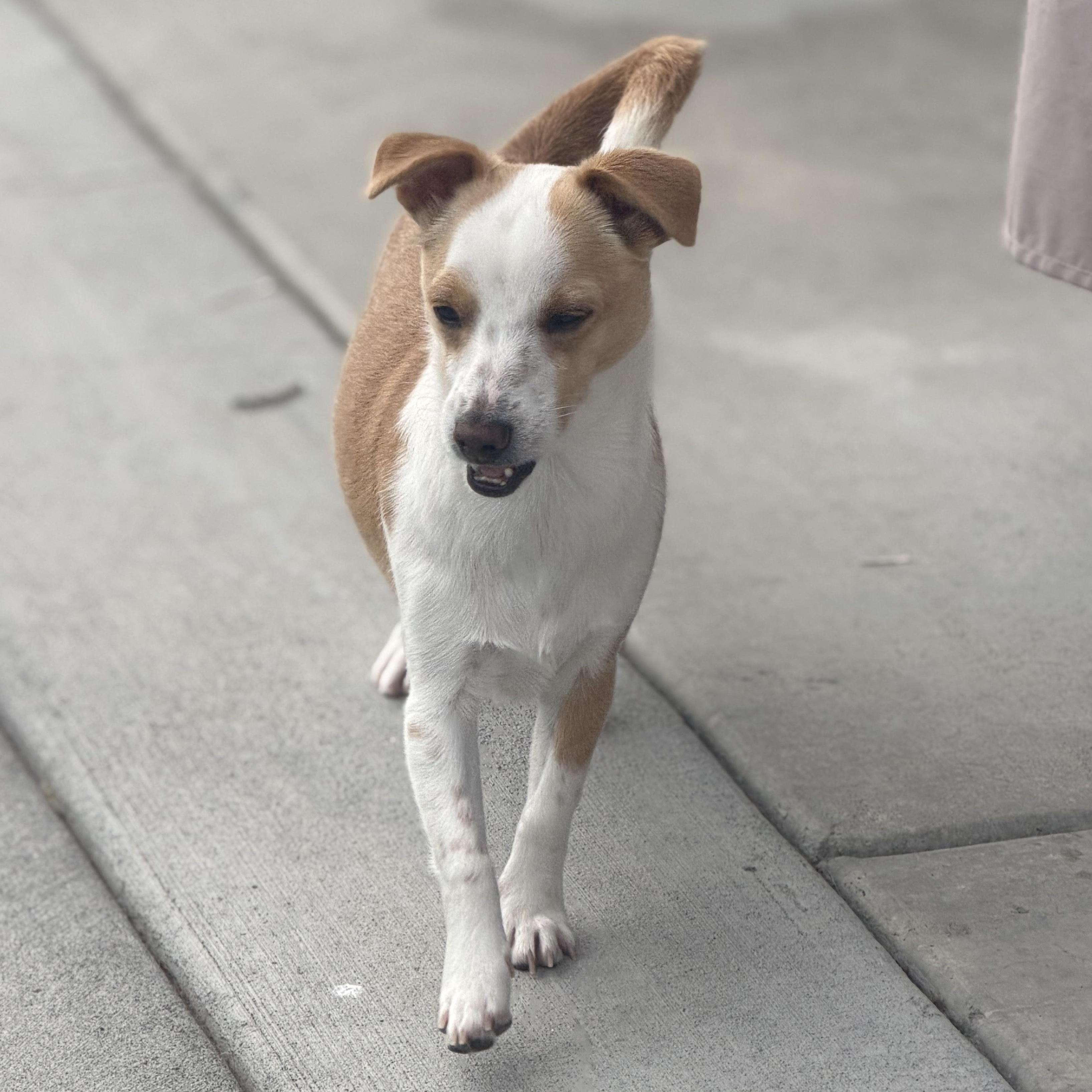 Mr. Gentle CJ, a Adoptable mixed breed in Vancouver, BC image 4/6