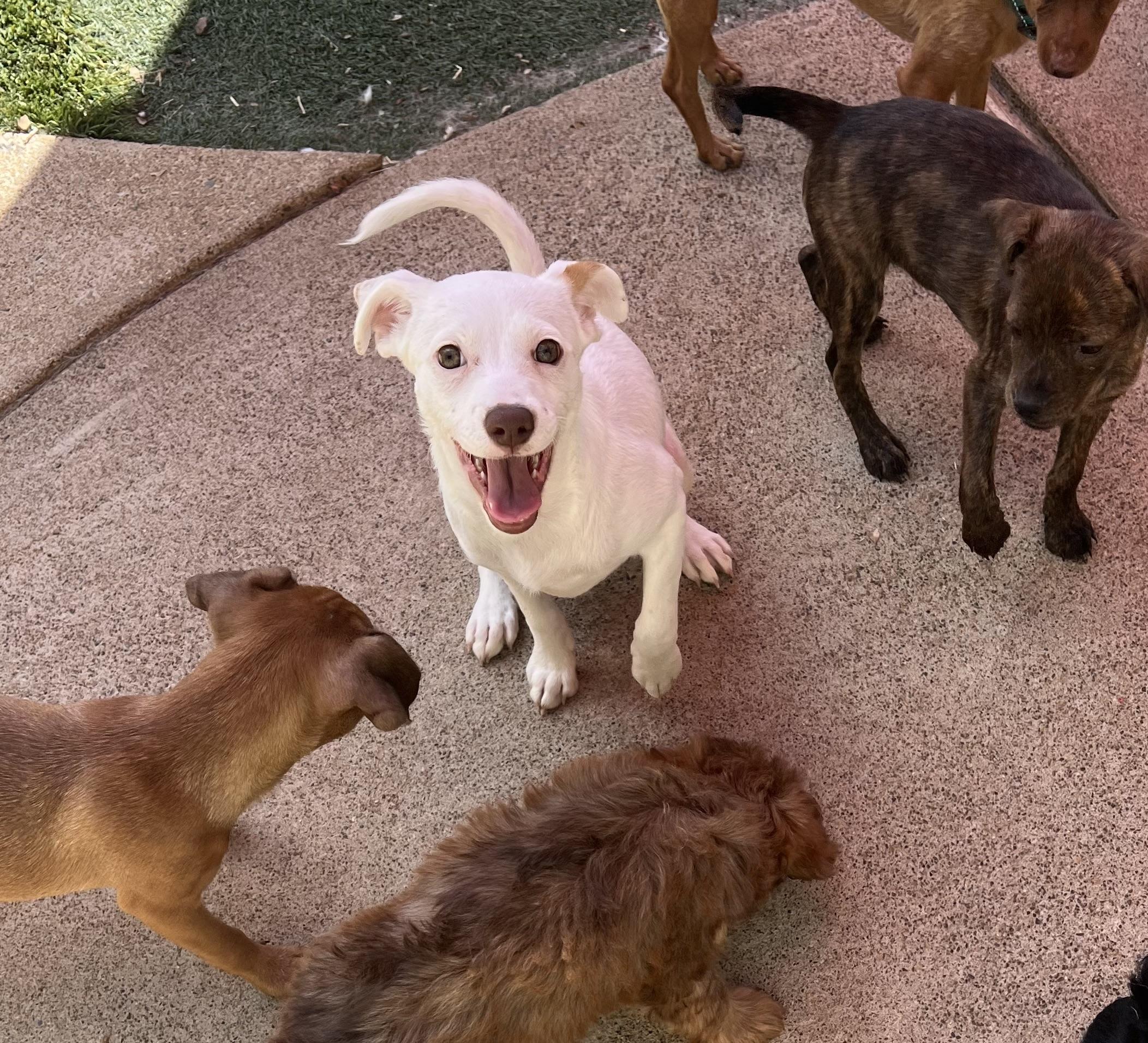 Enlarge Snow, a Adopted mixed breed in Redding, CA image 2/6