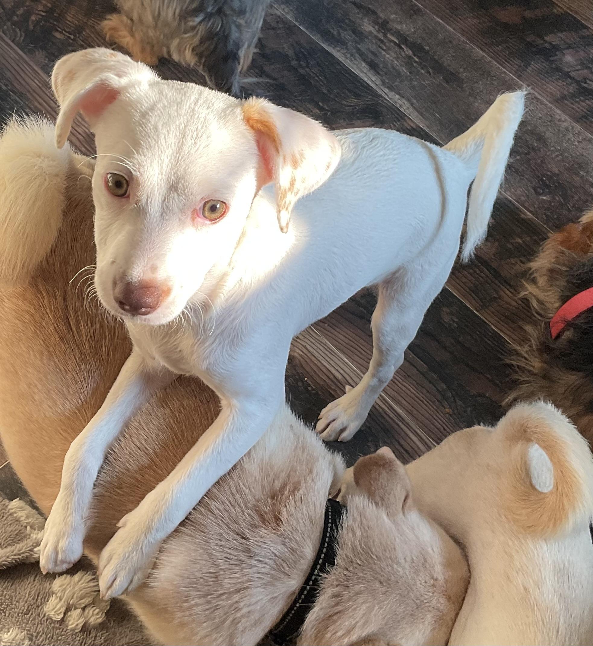 Snow, Adopted, Puppy Female Chihuahua & Terrier.