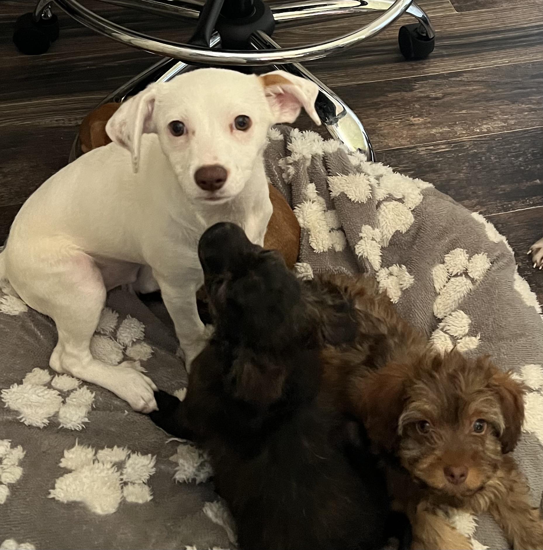 Enlarge Snow, a Adopted mixed breed in Redding, CA image 3/6