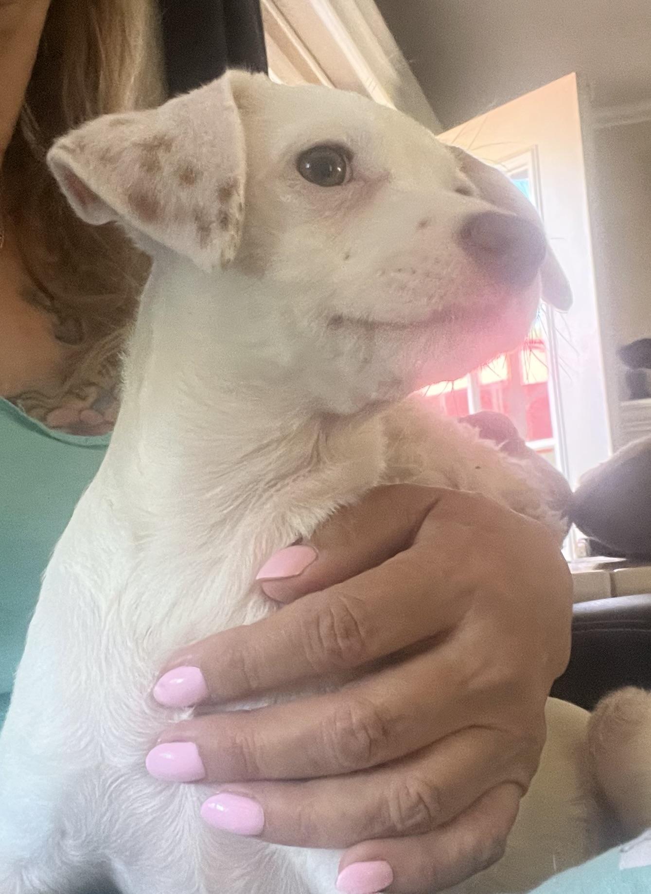 Enlarge Snow, a Adopted mixed breed in Redding, CA image 4/6